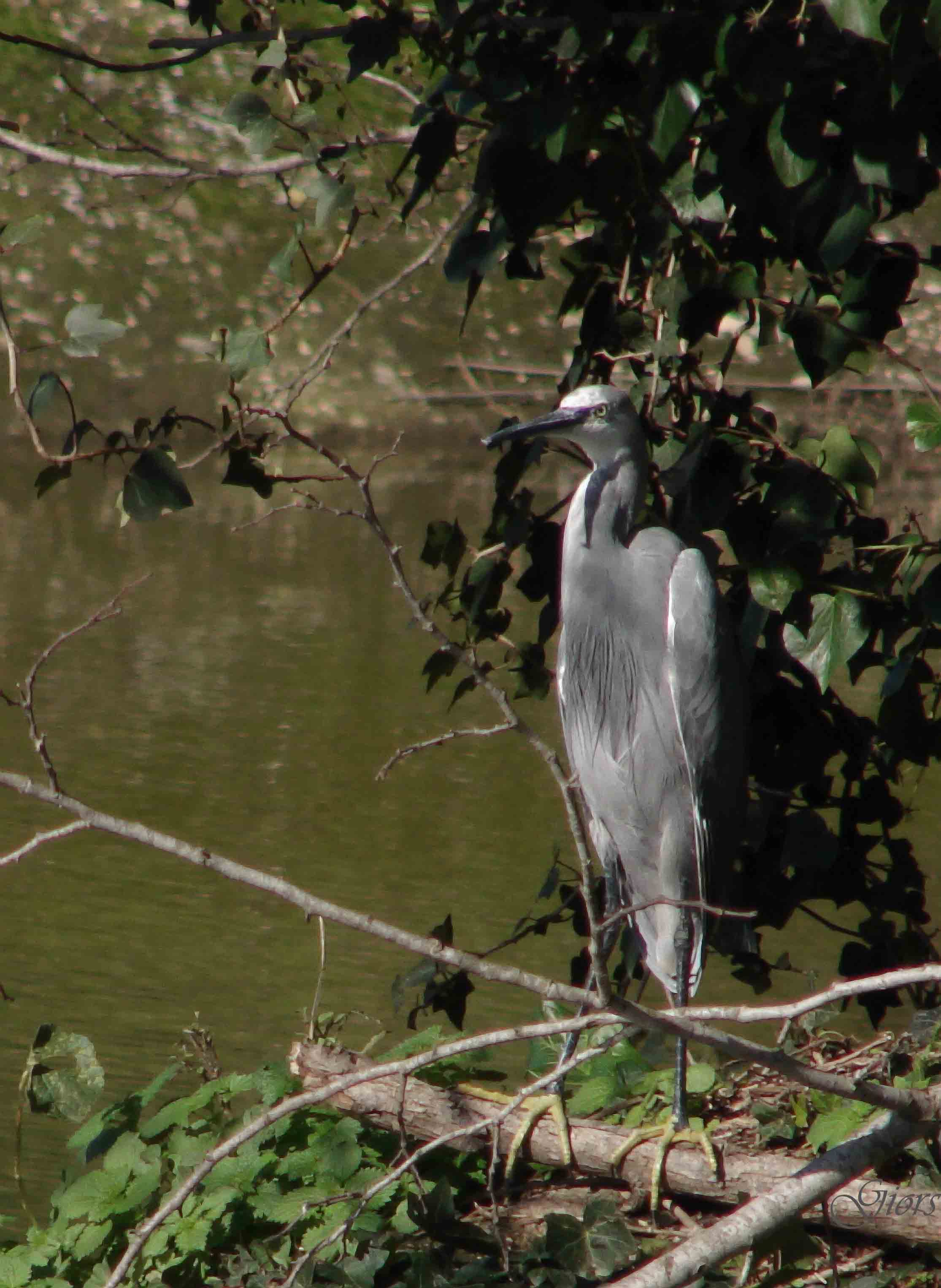 garzetta schistacea - Egretta gularis